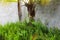 Many green ferns along the wall with palm trees. Gardening ideas.