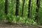 Many green ferns grow in a row in the park on a summer day