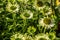 Many green flowers of jewel Echinacea in perennial garden