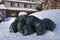 Many green garbage bags at curb winter snow