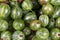 Many green gooseberry fruit