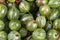 Many green gooseberry fruit