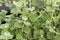 Many Green Helichrysum Petiolare Leaves