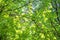 Many green leaf. Leaf texture in poplar fluff
