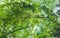 Many green leaf. Leaf texture in poplar fluff