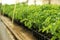 Many green tomato plants in seedling trays on table, closeup