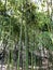 Many green tree trunks of bamboo tubes are tall and flexible with a strong and solid hollow stem in a tropical and subtropical
