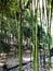 Many green tree trunks of bamboo tubes are tall and flexible with a strong and solid hollow stem in a tropical and subtropical