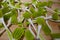 Many green and white dishwashing brushes