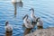 Many grey small swans swimming on the lake