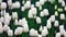 Many growing white tulips. flower botany
