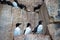 Many guillemots nest on the Alkefjellet rock. Spitsbergen, Norway, Polar area.