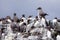 Many guillemots standing on the rocks of Farne Islands, England