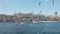 Many gulls fly over water on sunny day. Action. Beautiful flight of white gulls on background of sea city. Seagulls fly