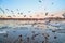 Many gulls flying over ice floes in the ice drift on the river in the evening at sunset