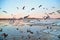 Many gulls flying over ice floes in the ice drift on the river in the evening at sunset