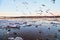 Many gulls flying over ice floes in the ice drift on the river in the evening at sunset