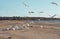 Many gulls on the sandy coast of the Gulf of Finland, a flock of birds on the beach on a Sunny day, Saint Petersburg