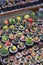 Many Gymnocalycium variegated cactus on shelf display for sale in outdoor plant market