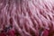 Many hairy pink pistils macro still