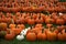 Many halloween pumpkins together on green