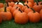 Many halloween pumpkins together on green