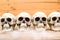 Many Halloween skulls