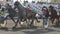 Many harness horses with a jockeys fast trot to the finish slow motion