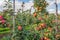 Many harvest ripe Elstar apples in a Dutch orchard