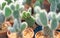 Many of healthy cactus planted in plastic pots, it is called mickey mouse cactus