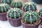 Many of healthy cactus planted in plastic pots, it is thorny round cactus