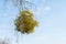 Many hemiparasitic shrubs of mistletoe on tree branches. Common European mistletoe Viscum album growing on the branches of birch