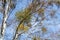 Many hemiparasitic shrubs of mistletoe on tree branches. Common European mistletoe Viscum album growing on the branches of birch