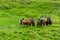 Many herd of good horses stood on a farm in rural Iceland. Surrounded by nature and bright green fields In the summer