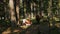 Many highland cattle cows resing in shade in forest