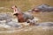 Many hippopotamus in Masai river at Masai Mara National park in Kenya, Africa. Wildlife animals