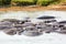 Many hippopotamus in Masai river at Masai Mara National park in Kenya, Africa. Wildlife animals