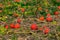 Many Hokkaido pumpkins on a field exposed in autumn