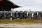 Many holstein black and white one brown and white cows eating silage