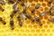 Many honey bees on a beeswax
