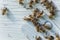 Many honey bees near entrance block, hive entrance block on a wooden white hive