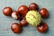 Many horse chestnuts on blue wooden table, flat lay