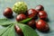 Many horse chestnuts and leaf on blue wooden table, closeup