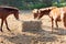 Many horses are hungry for morning hay