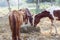 Many horses are hungry for morning hay.