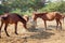 Many horses are hungry for morning hay.