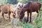 Many horses are hungry for morning hay.