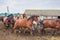 Many horses run in a circle in the horse yard against the backdrop of a crumbling old stable