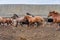 Many horses run in a circle in the horse yard against the backdrop of a crumbling old stable