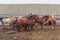 Many horses run in a circle in the horse yard against the backdrop of a crumbling old stable